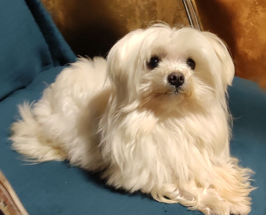 мальтийская болонка мини мальчик