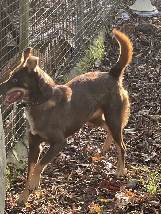 Cadela caça cor de chocolate -DÁ-SE