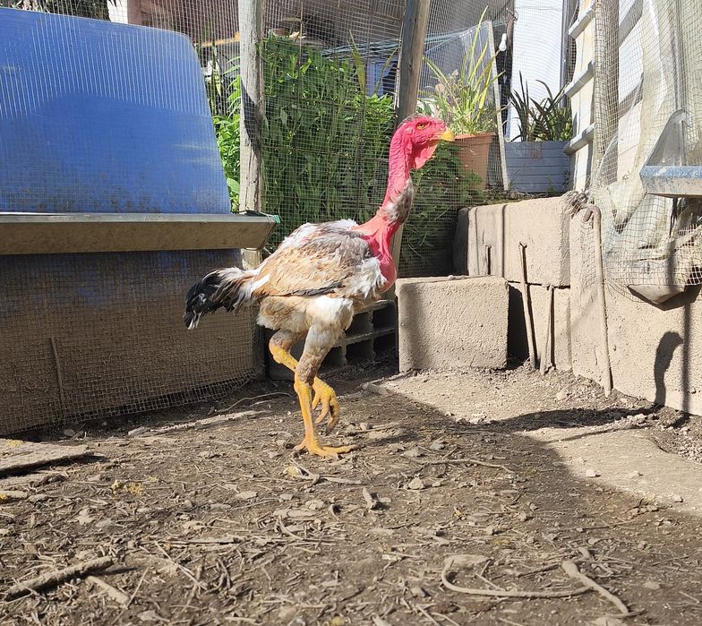 Ovos e Pintos Polaco Gigante