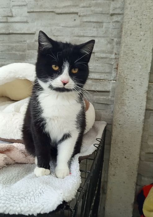 4 miesięczna Agatka szuka domu niewychodzącego