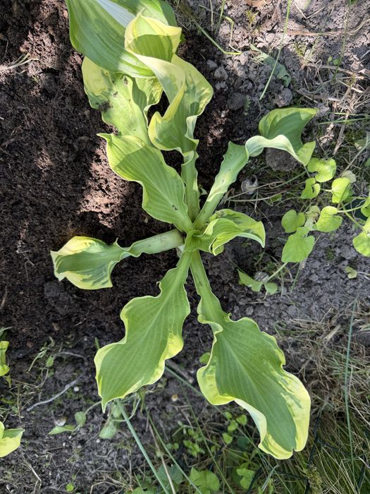 Hosta funkia roslina ogrodowa