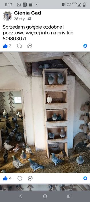 Gołębie pocztowe i ozdobne