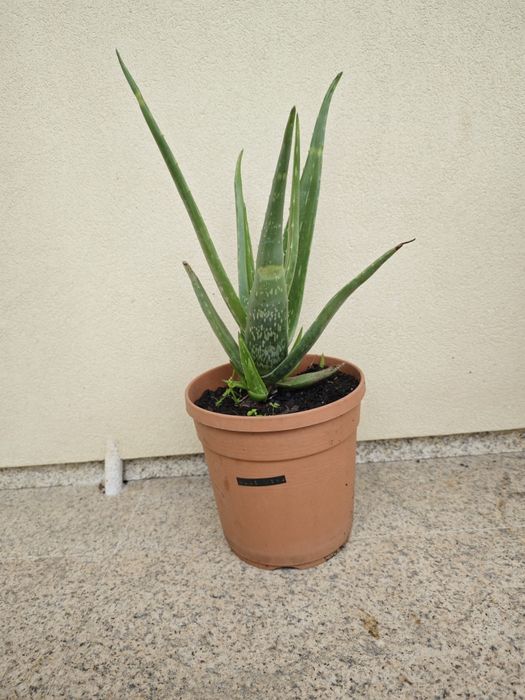 Vendo  Aloe vera
