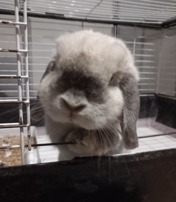Samiec mini lop szuka domu