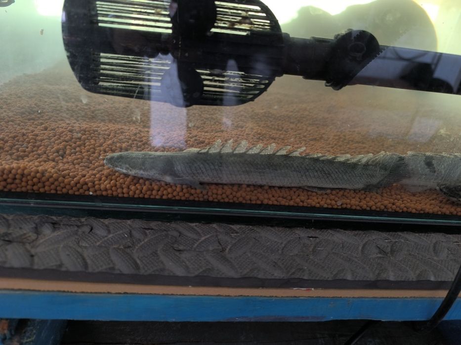 Aquário Areia Diatomácea laranja