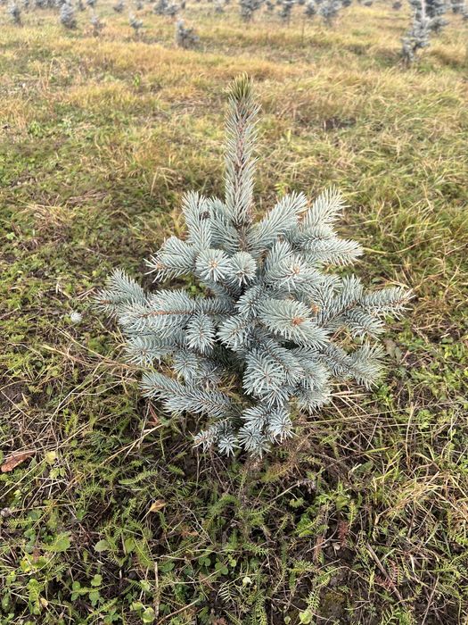 Ялини блакитні:Хупсі, Глаука Глобоза (8,9 річні-привиті)