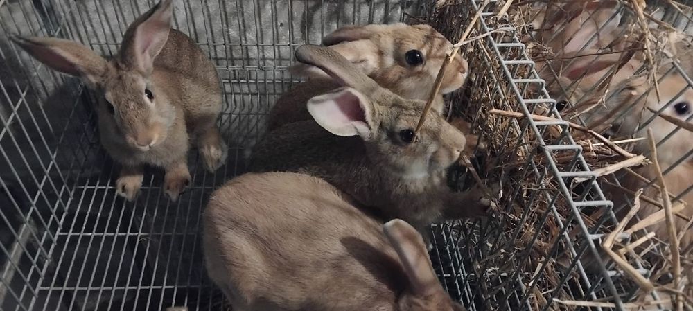 Coelhos para mudar de casa