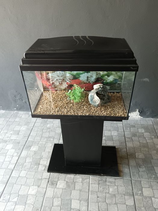 Aquário com decoração