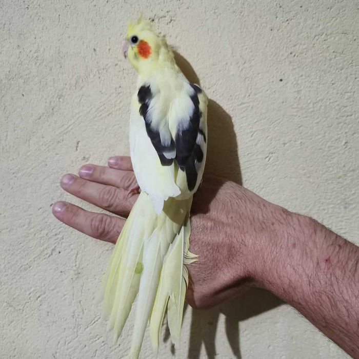 Ring neck bebê lindíssimo , KIT completo