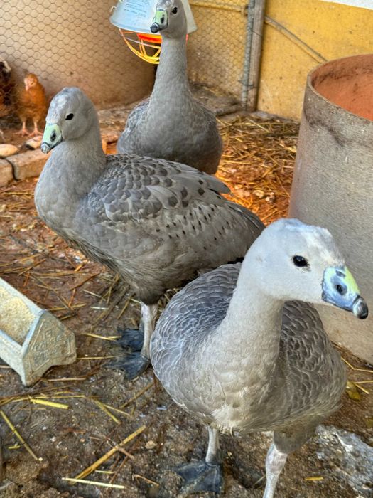 Machos e Fêmeas de Cereopsis / ganso Cape Barren