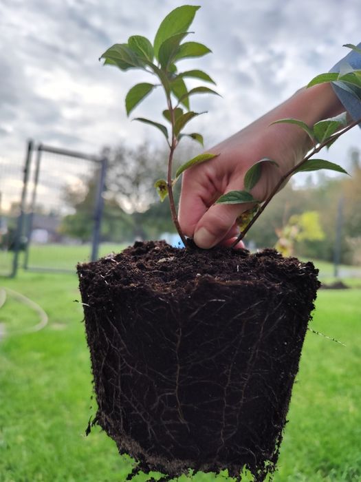 Hortensja Polar Beer