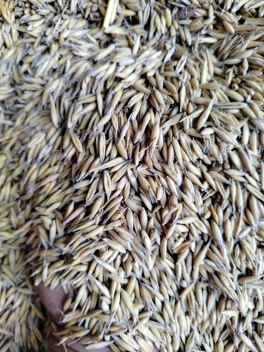 Owies jary  workowany