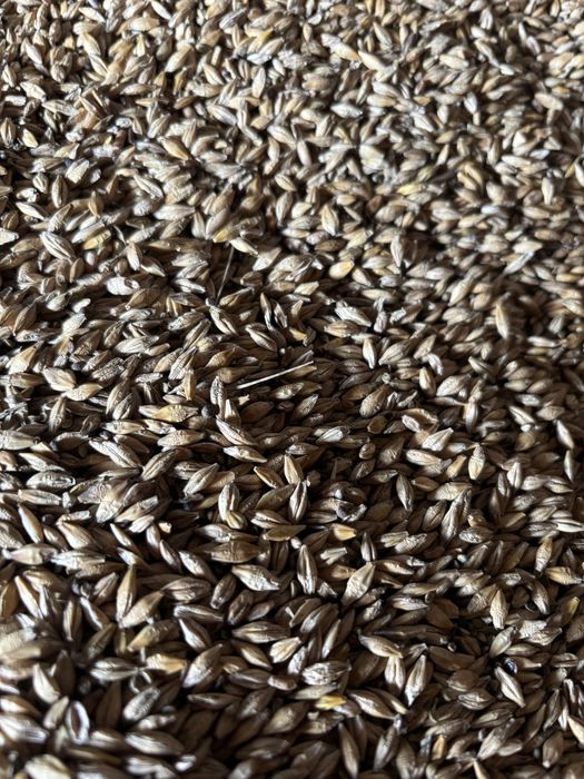 Sprzedam jęczmień jary