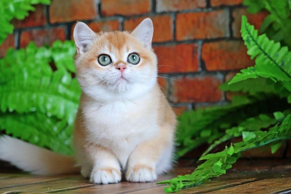 Неймовірно гарний хлопчик золота шиншила