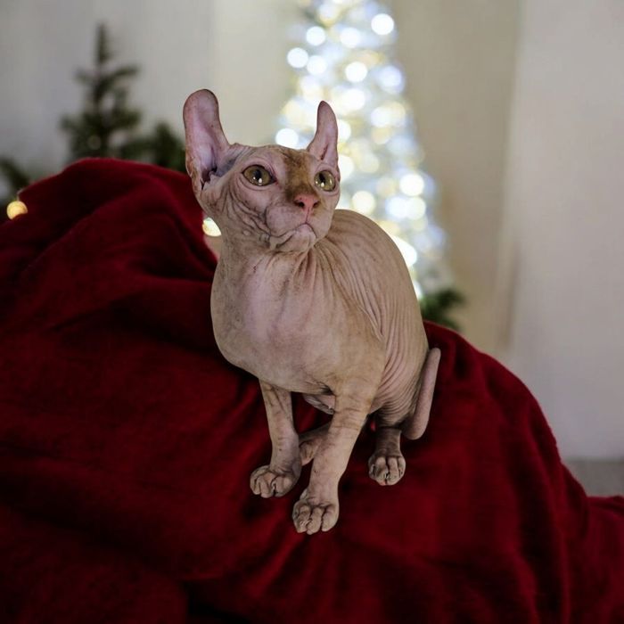 Експериментальні породи кошенят