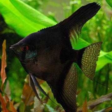 Escalar Negro - Perophyllum Black