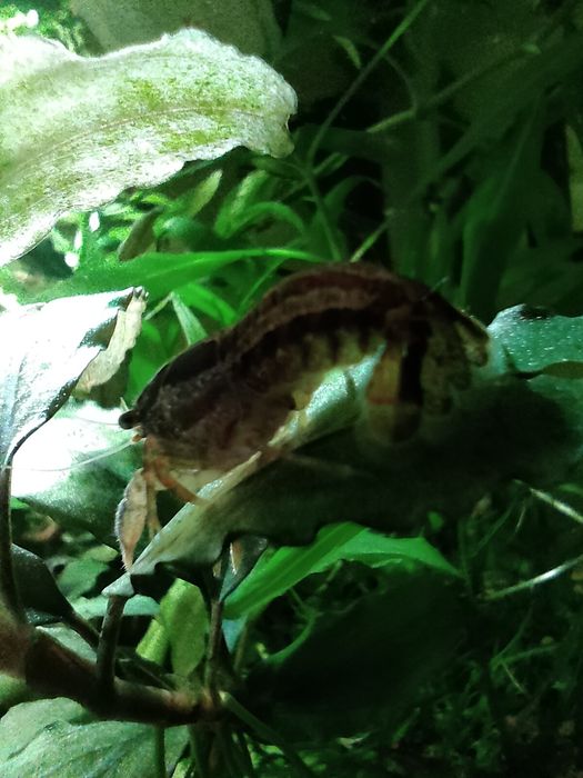 Raczki Cambarellus Texanus