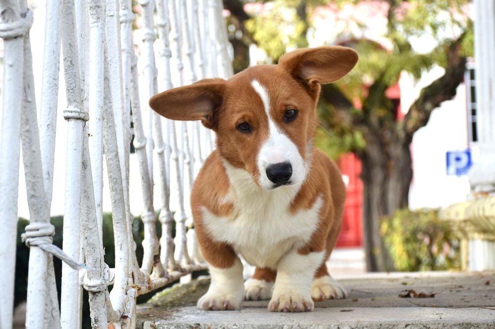 Welsh Corgi cardigan de excelência