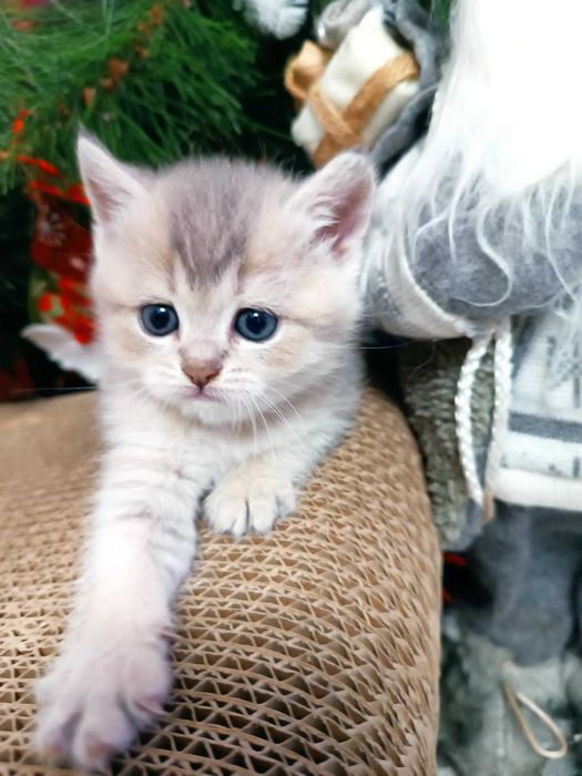 Котик золота шиншила, колір блакитне золото