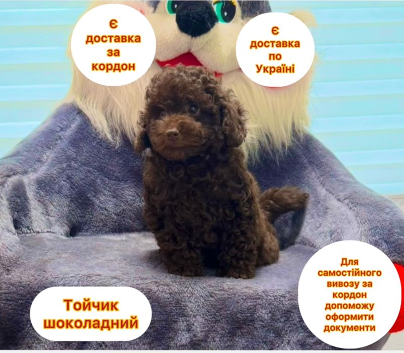 Шоколадний носик шоколадний колір тойчик