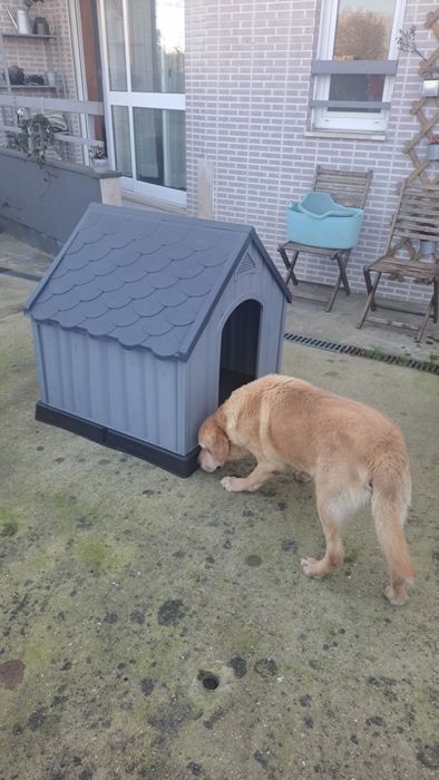 Casota de Cão de médio porte.