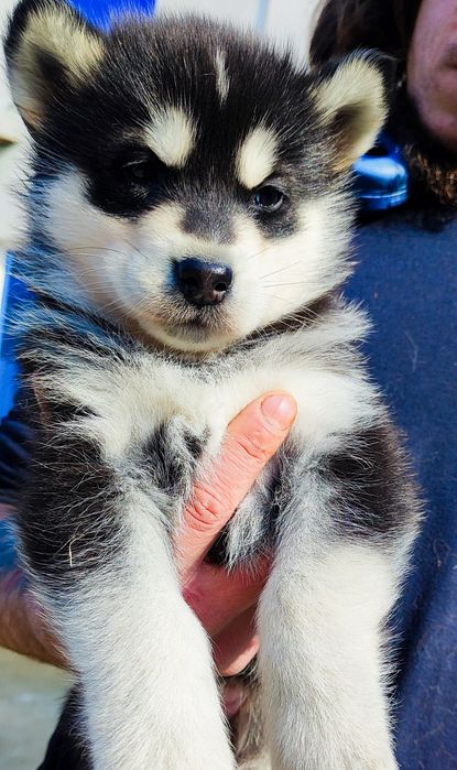 Дівчинка!  Хлопчик ! Вони  чарівні