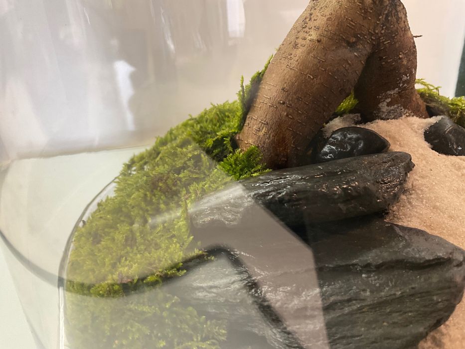 Terrario vidrio plantas naturais