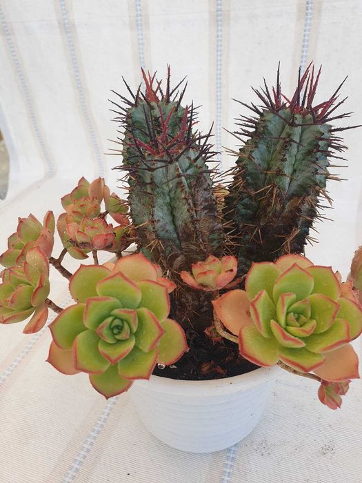 Plantas - Aeonium 'Kiwi & Euphorbia enopla