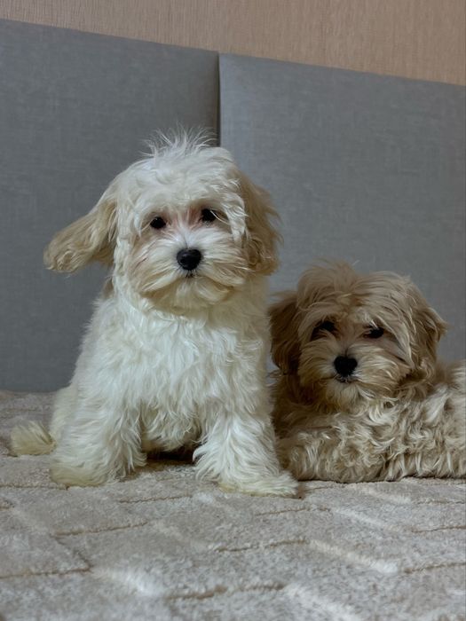 Хлопчик. Мальтіпу Ф1 той пудель