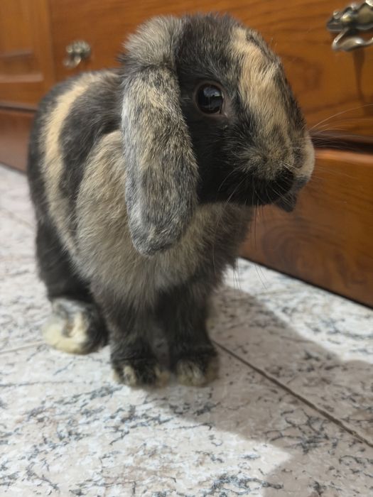 Coelha minnie lop para venda