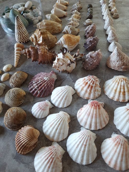 Ракушки, мушлі, рапани