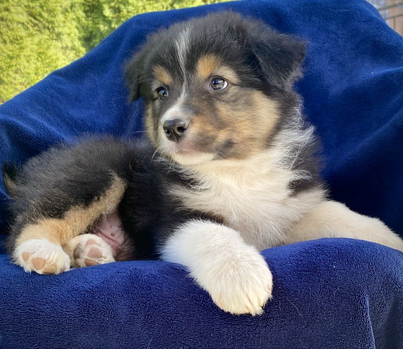 Owczarek australijski typ amerykański