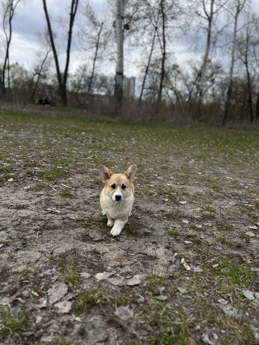 Вельш Корг цуценя Коргі
