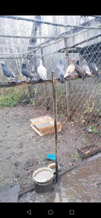 Gołębie tiplery, pocztowe i inne