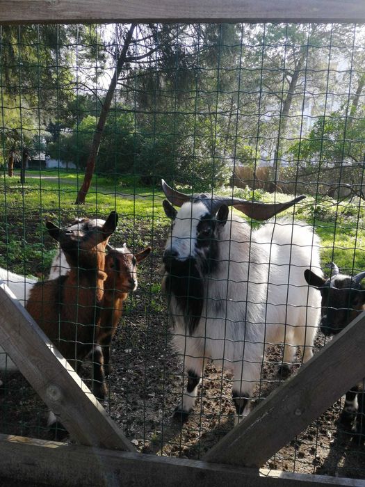 Cabras Anãs, machos e fêmeas