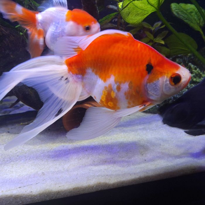 Welon, welonka duża