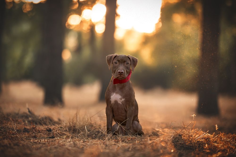 Щенки Американский питбуль терьер.  Пітбуль. Puppy Pitbull.