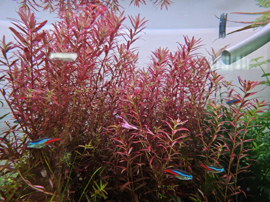 Rotala Rotundifolia 'Blood Red'