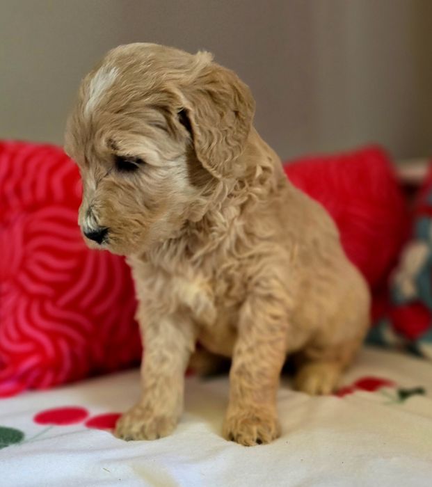 Suczka goldendoodle