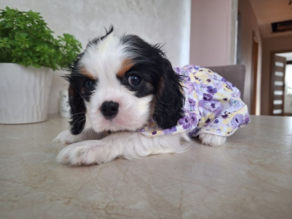 Cavalier King Charles Spaniel suczka RITA