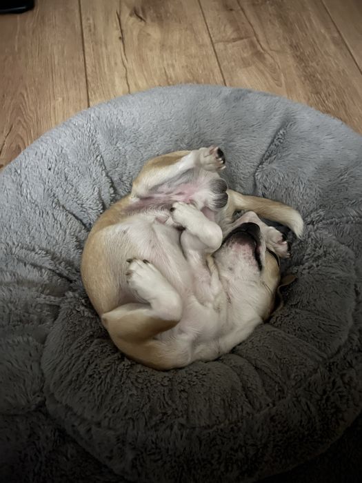 Шукаємо дівчинку для Вязки Чіхуа-хуа