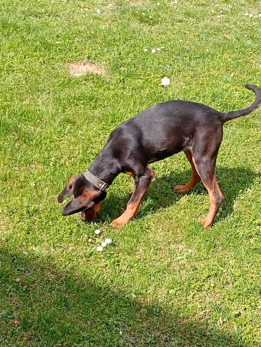 Мисливська собака