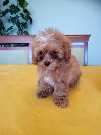 Maltipoo F1B- szczenię