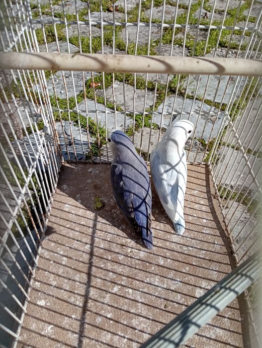 Casais de roseicollis