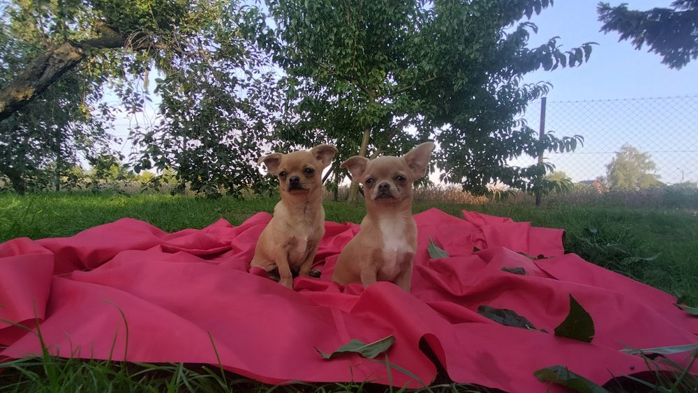 Śliczne -szczenię Chihuahua! aktualne zdjecia