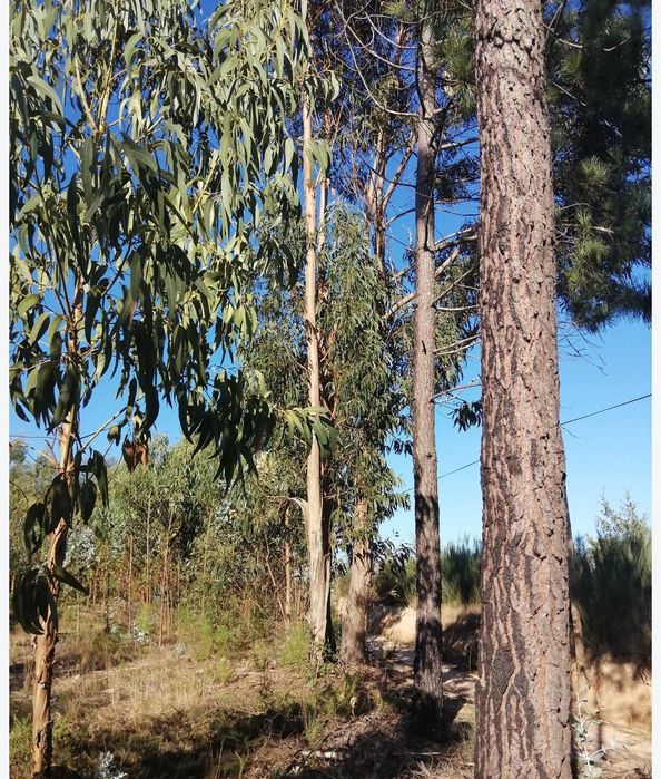 Bouça terreno florestal