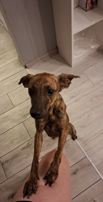 Oddam pieska za darmo