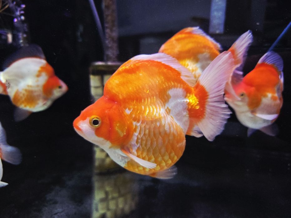 Welonka ryukin red and white broad tail (PROMOCJA)