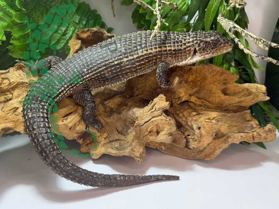 Tarczołusk Sudański Tarczołuski Sudańskie nie agama Garwolin