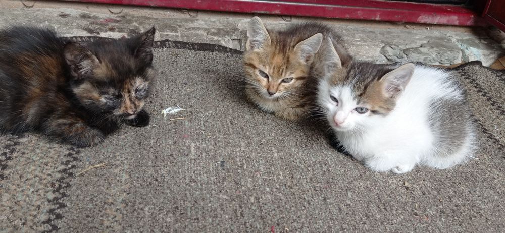 Віддам котиків в добрі руки